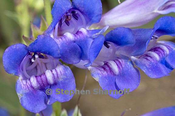 penstemon speciosus 7 graphic